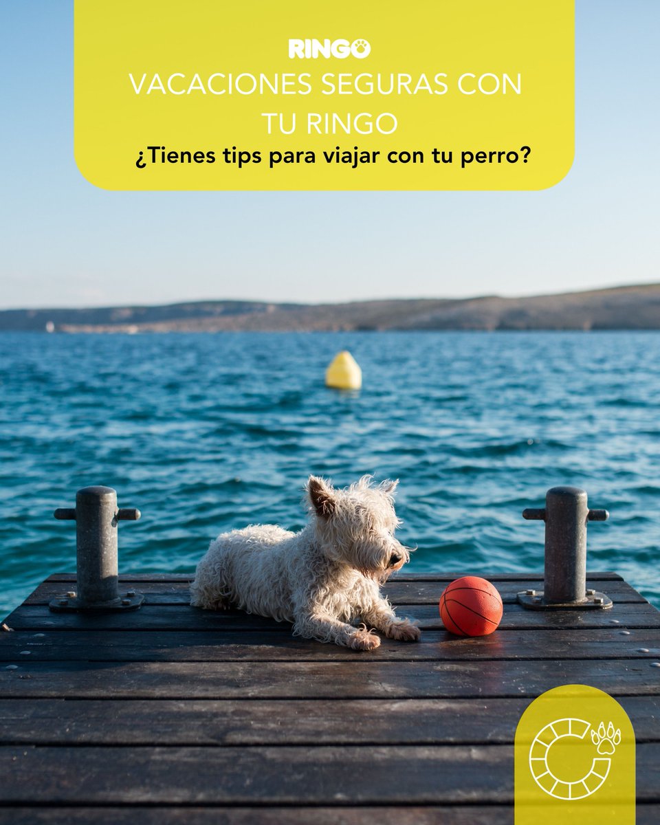 efectoringo's tweet image. ¿Listos para viajar con su ringo? 🐾
Cuéntanos tus mejores tips para que las vacaciones sean tranquilas y seguras para todos.