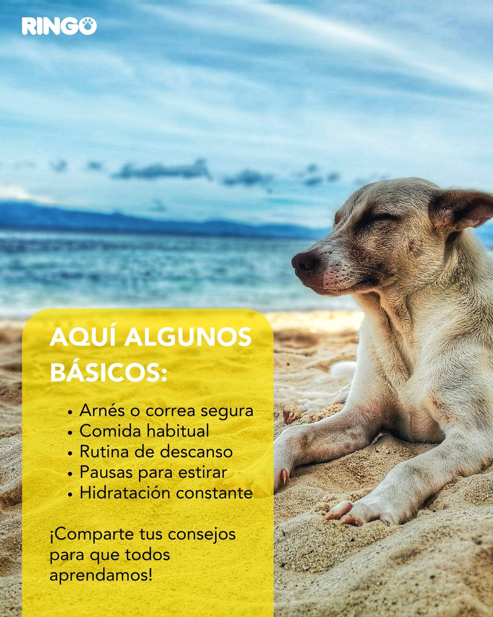 efectoringo's tweet image. ¿Listos para viajar con su ringo? 🐾
Cuéntanos tus mejores tips para que las vacaciones sean tranquilas y seguras para todos.