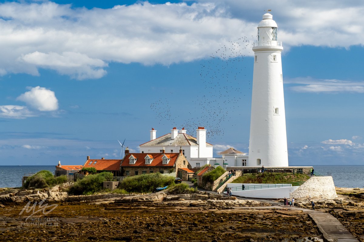jollybeggars's tweet image. Caught a murmuration (I think!) behind St. Mary's Lighthouse this morning. #WhitleyBay #NorthTyneside