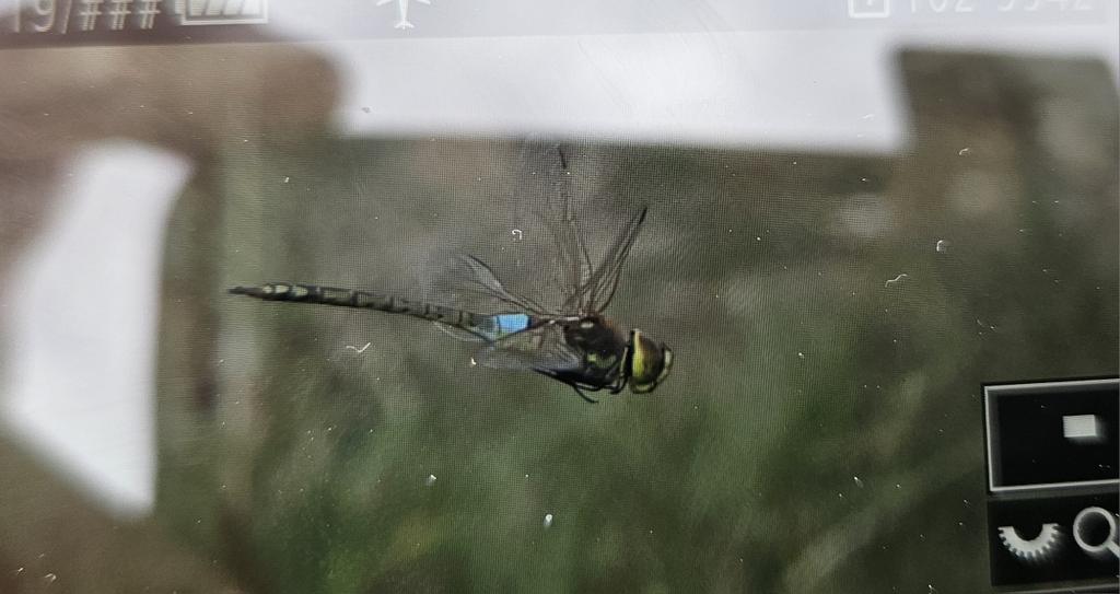 This looks pretty good to me for a male Vagrant Emperor, currently in the ditch before the hide at Skeffling re-alinnment, E.Yorks at the end if Long Lane (closwd to traffic).