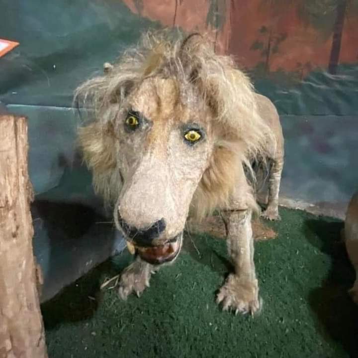 Otro lunes más sin despertar como <a href="/HugoTorresCDMX/">Hugo Torres Zumaya</a> 🦜

¡Feliz inicio de semana!