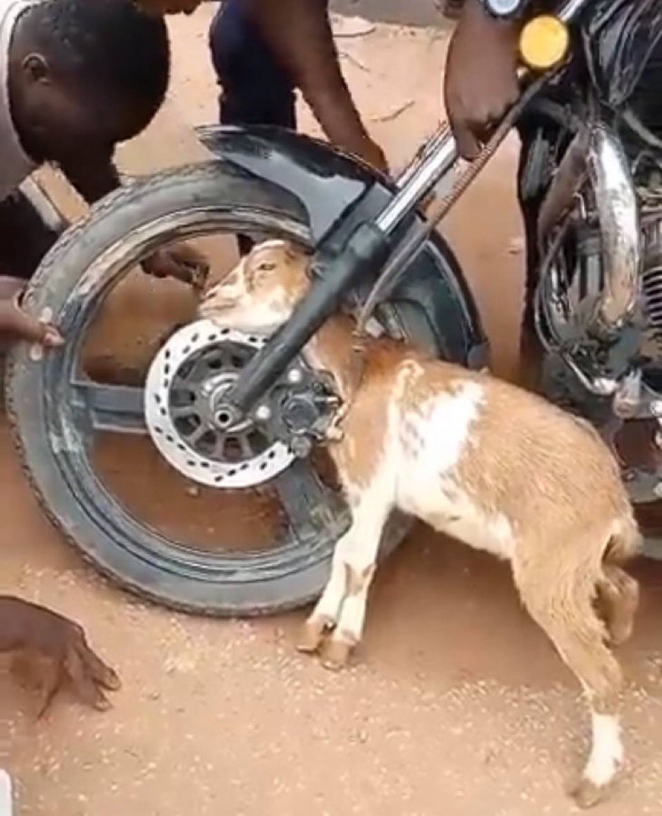 scentline2's tweet image. What’s the easiest way to get this goat out of this situation?