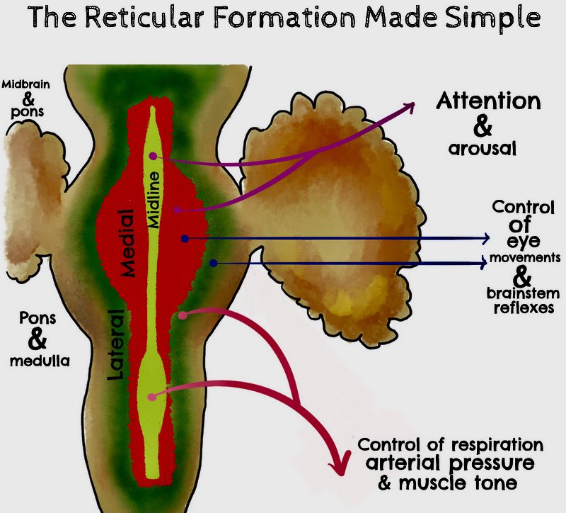 Scott Border (@scottborder1) on Twitter photo YouTube shorts: brainstem physiological centres youtube.com/shorts/N5jwYez… <a href="/UofG_Anatomy/">Anatomy@UofG</a> <a href="/GlobalNeuroNtwk/">Global Neuroanatomy Network</a> YouTube shorts: brainstem physiological centres youtube.com/shorts/N5jwYez… <a href="/UofG_Anatomy/">Anatomy@UofG</a> <a href="/GlobalNeuroNtwk/">Global Neuroanatomy Network</a>