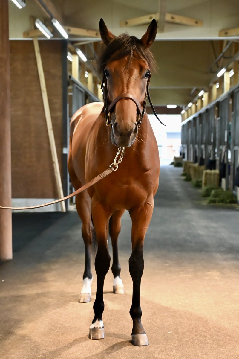 【5日19時まで延長値下げ】神椿市建設中(5種)　オルフェーヴル 地上28階、高さ約132mの「（仮称）心斎橋プロジェクト」 高層階
