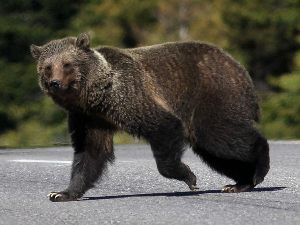 edmontonjournal's tweet image. Man riding e-bike attacked by grizzly bear in B.C., suffers &apos;significant&apos; injuries

edmontonjournal.com/news/canada/b-…