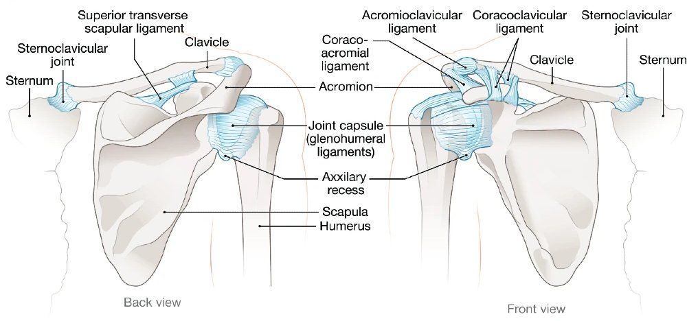 MoAImam's tweet image. Shoulder Anatomy: Joints and Ligaments
#shoulder #anatomy
jucm.com/urgent-care-as…