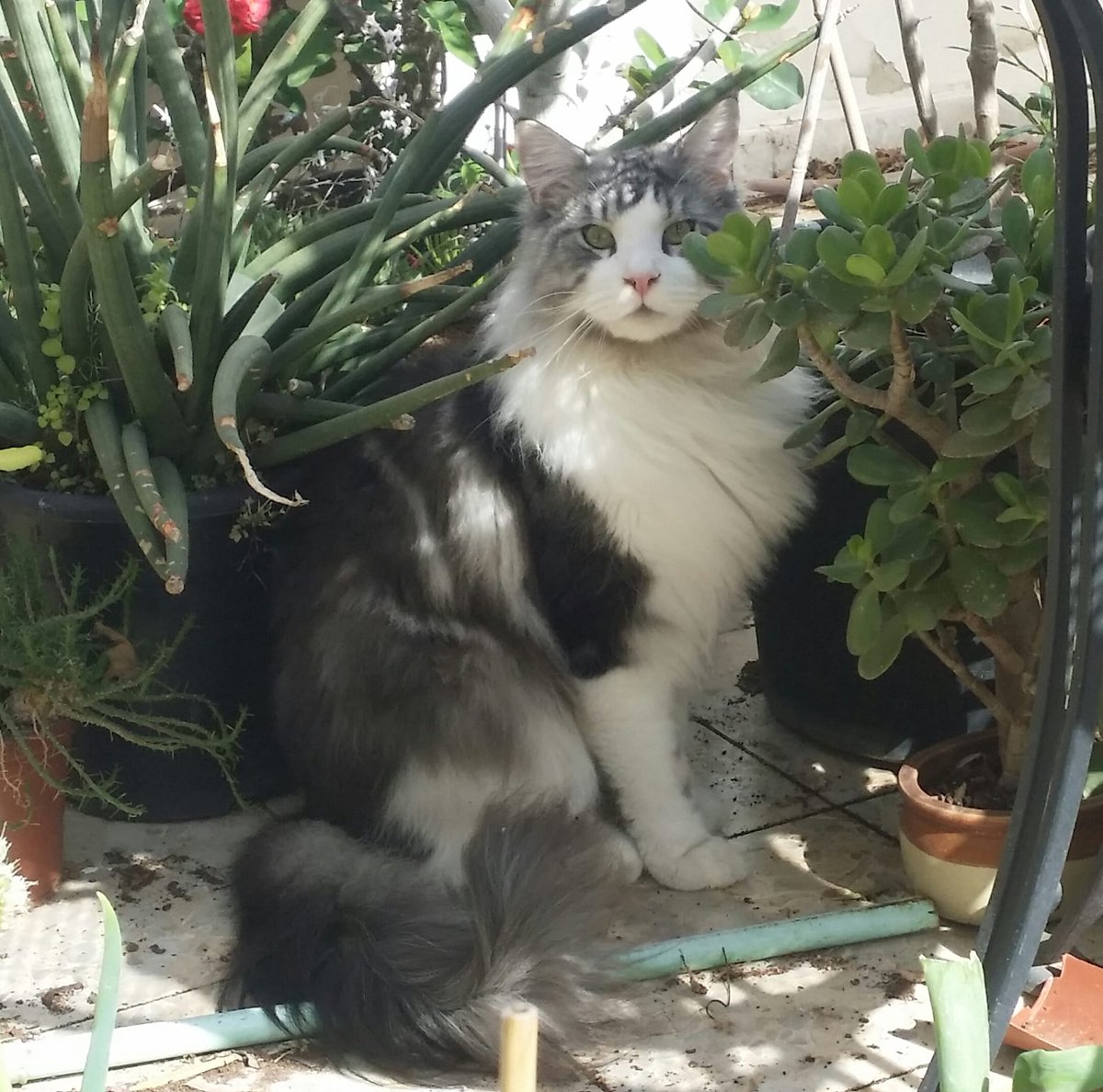 מצאתי תמונה של החתול שלי שנראית כאילו עשינו לו בוק בת מצווה