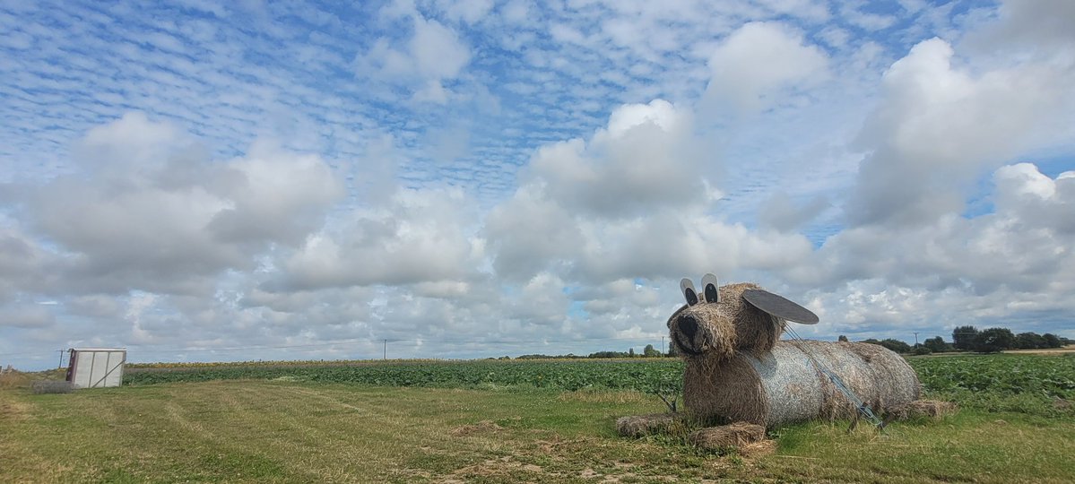 Steve Mulville๐ถ๐โ๏ธโ๏ธโ๏ธ๐โฝ๏ธ๐ (@stevemulville) on Twitter photo Floppy eared Doggy Haybale spotted up on farmland nr Scarisbrick West Lancs this very pleasant summers morning ๐ถ๐ค
Been such a dry summer the harvest time has begun already ๐
#MondayVibes
#MondayMotivation
Altocumulus clouds drifting on by..
<a href="/CloudAppSoc/">Cloud Appreciation Society</a> Floppy eared Doggy Haybale spotted up on farmland nr Scarisbrick West Lancs this very pleasant summers morning ๐ถ๐ค
Been such a dry summer the harvest time has begun already ๐
#MondayVibes
#MondayMotivation
Altocumulus clouds drifting on by..
<a href="/CloudAppSoc/">Cloud Appreciation Society</a>