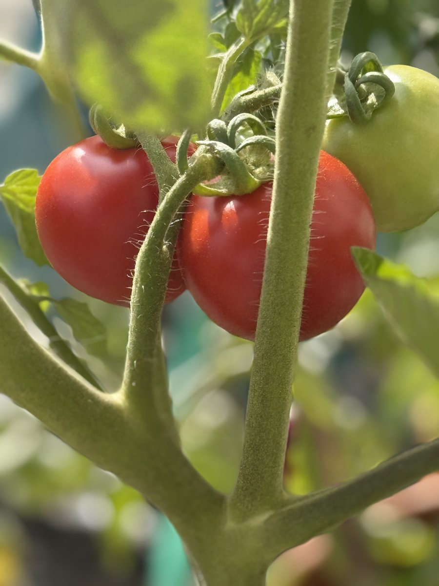 Meine ersten eigenen Tomaten😍😊❤️