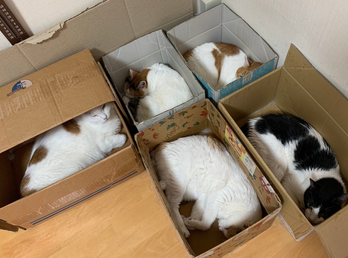 やっぱり箱📦️が好き💕
#猫　#箱　#やっぱり好き