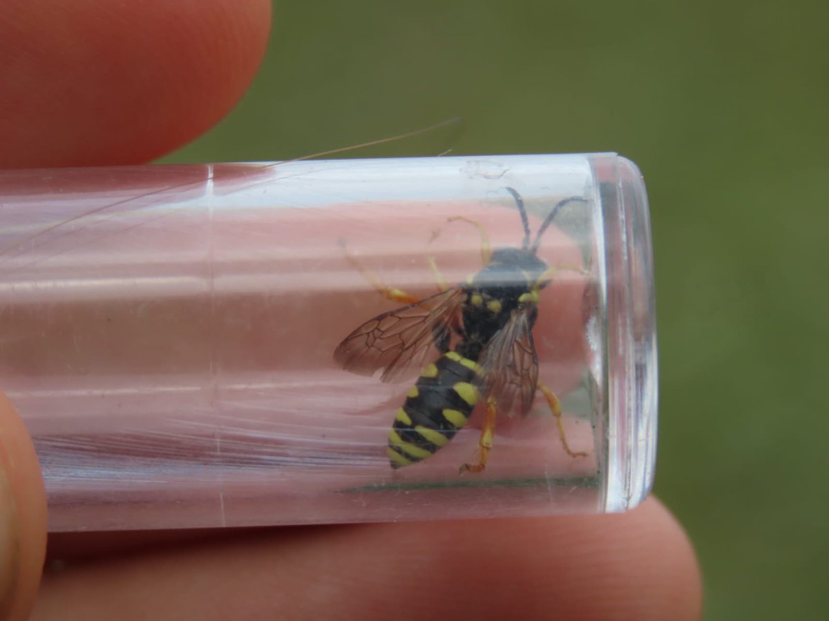 RSPBHopeFarm's tweet image. The field margins are still going strong here! Melitta leporina (a clover-loving solitary bee) and its brood parasite Nomada flavopicta have been found using them this summer 🐝