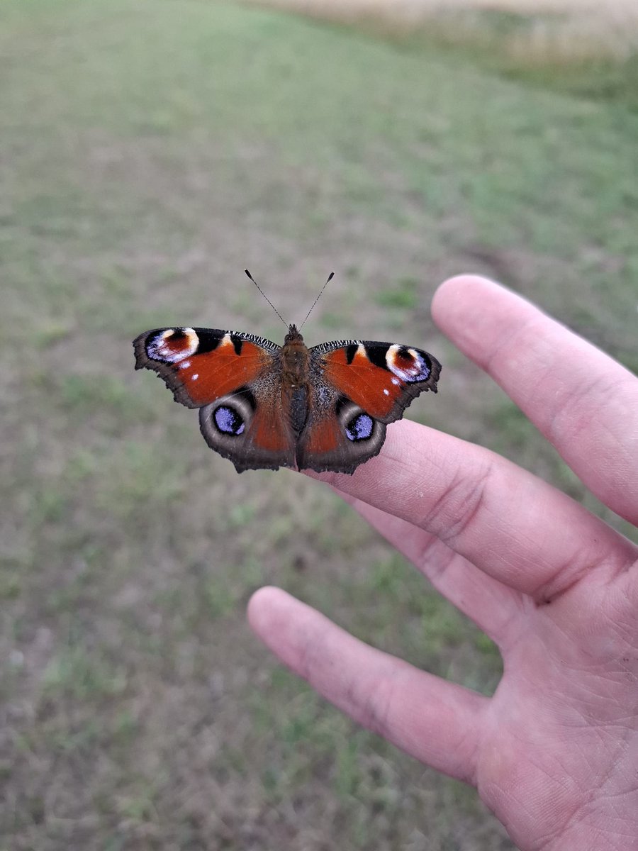 Found this sleepy Peacock butterfly on site after the wet weather 🌧️ 

They're just starting to emerge and bring a splash of colour to the countryside 🌼 

We moved it somewhere dry to rest up! 🛖✨

#WildernessUK #WildlifeSpotting #NatureOnSite
