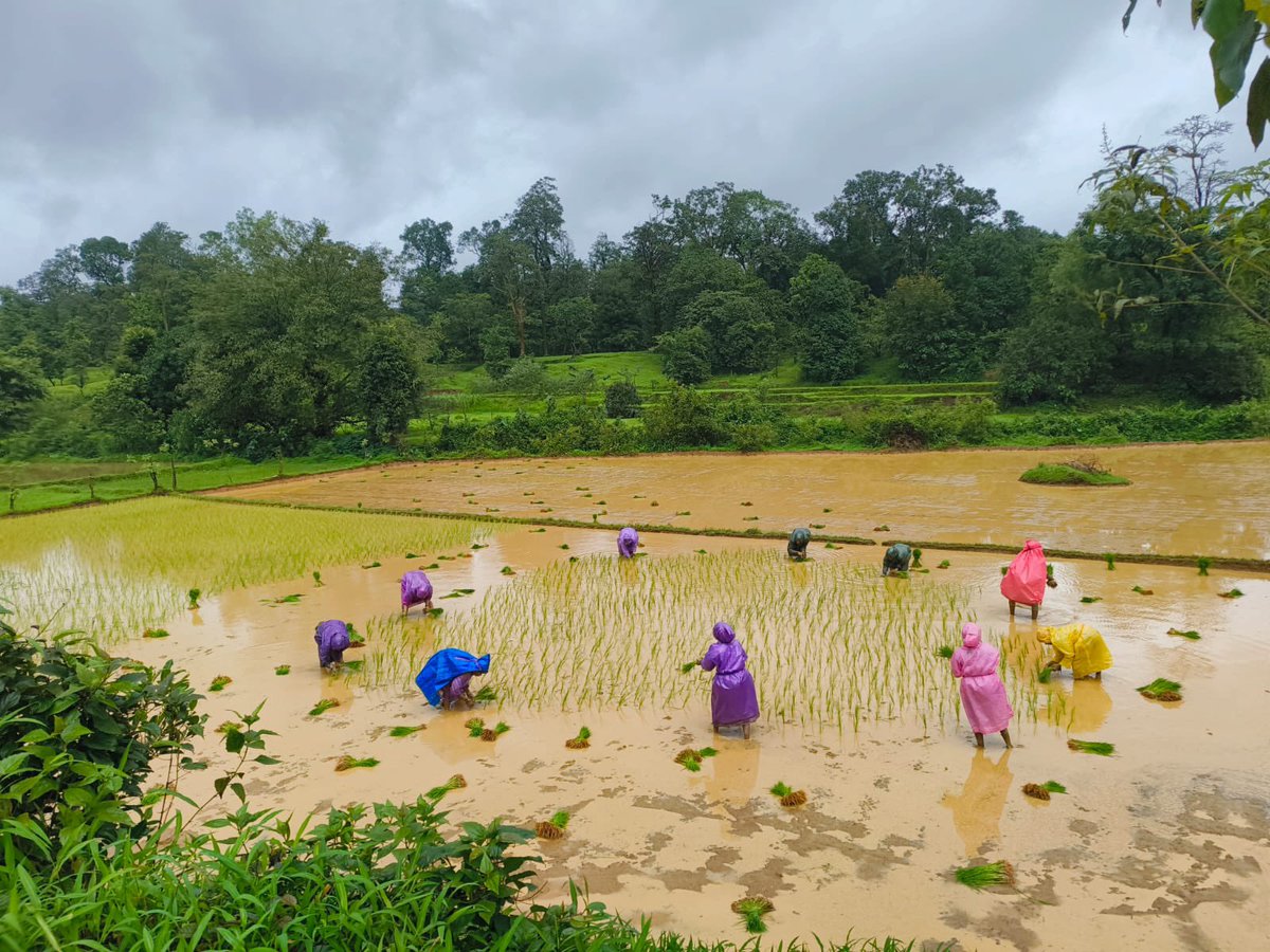guru3ti's tweet image. ಗೆದ್ದೆ ನೆಟ್ಟಿ 

It’s not a lucky rain break, the paddy work was timed with a bit of prediction ☺️

#Sirsi