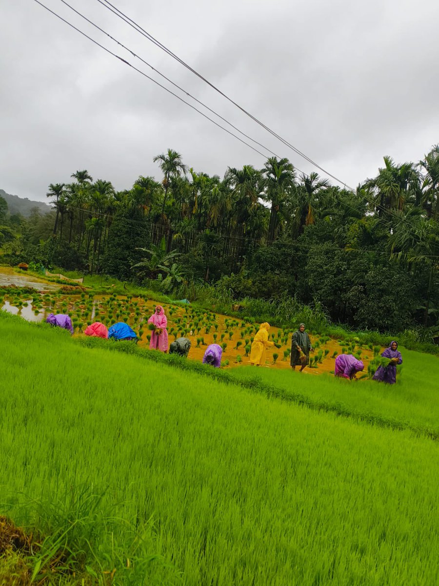 guru3ti's tweet image. ಗೆದ್ದೆ ನೆಟ್ಟಿ 

It’s not a lucky rain break, the paddy work was timed with a bit of prediction ☺️

#Sirsi