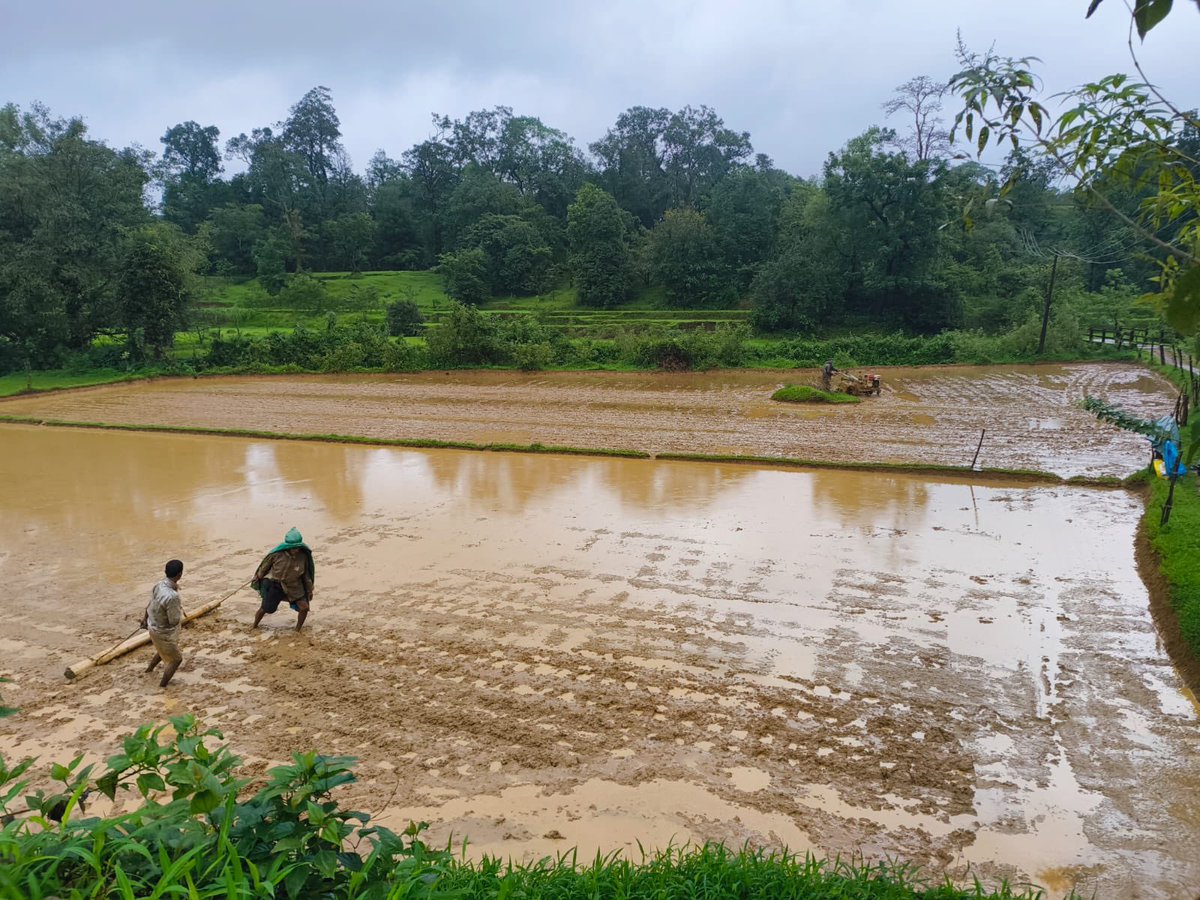 guru3ti's tweet image. ಗೆದ್ದೆ ನೆಟ್ಟಿ 

It’s not a lucky rain break, the paddy work was timed with a bit of prediction ☺️

#Sirsi