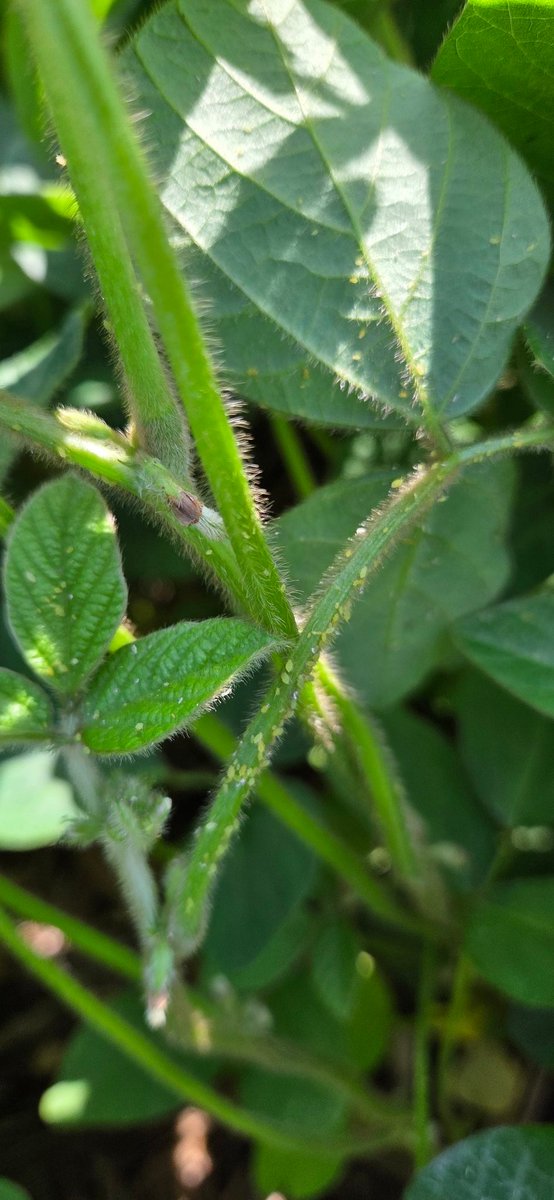 Aphids to beat it! S03-W4's