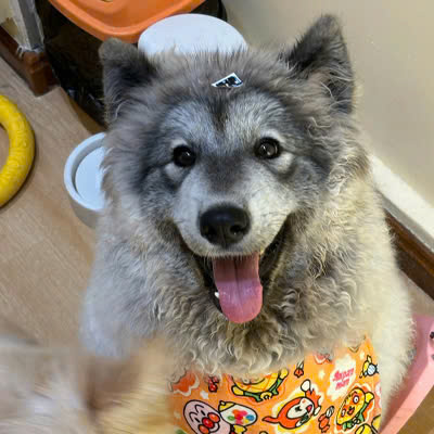 nhat.base.eth (@nhateth) on Twitter photo After 10+ bonding launches, today’s drop is something special $HUIHUI.
The fluffy grey meme dog with 8B+ Douyin views, a charming derpy face, and playful vibes.
A fresh wave is coming to <a href="/bonk_fun/">letsBONK.fun</a> time to run with $HUIHUI.
CA : ACQnYh91Nyr7QgT1u7Bvd3CuePTL1K7gLoSrAX4Wbonk After 10+ bonding launches, today’s drop is something special $HUIHUI.
The fluffy grey meme dog with 8B+ Douyin views, a charming derpy face, and playful vibes.
A fresh wave is coming to <a href="/bonk_fun/">letsBONK.fun</a> time to run with $HUIHUI.
CA : ACQnYh91Nyr7QgT1u7Bvd3CuePTL1K7gLoSrAX4Wbonk