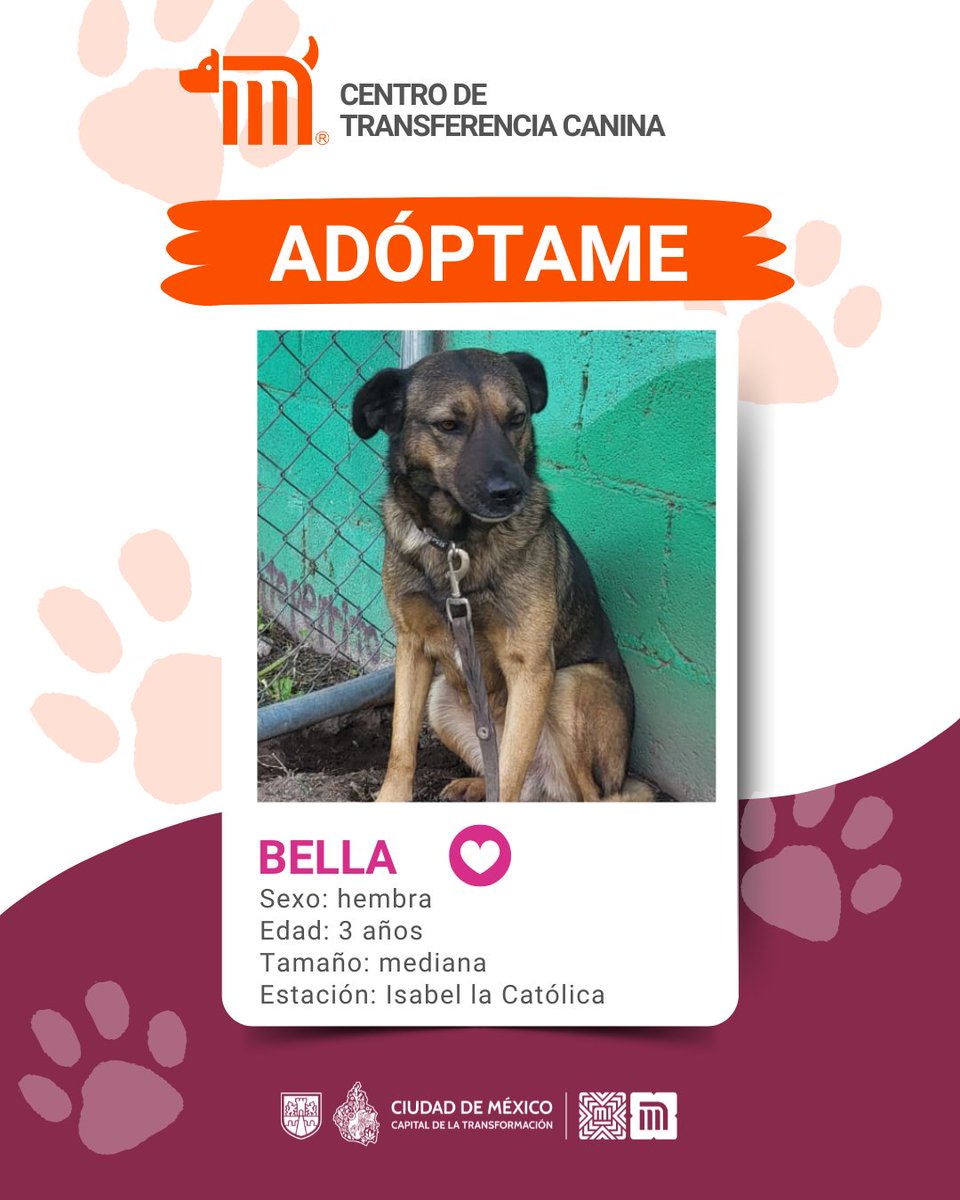 MetroCDMX (@metrocdmx) on Twitter photo "Bella" está en busca de una familia, si deseas darle la oportunidad de ser adoptada comunícate con el <a href="/ctcdelmetro/">CTC del Metro</a>, vía e-mail a: ctc@metro.cdmx.gob.mx
Consulta requisitos de adopción en 👉🏼 bit.ly/41Z16Cd 🐾 #AdoptaNoCompres 🐶🏡 "Bella" está en busca de una familia, si deseas darle la oportunidad de ser adoptada comunícate con el <a href="/ctcdelmetro/">CTC del Metro</a>, vía e-mail a: ctc@metro.cdmx.gob.mx
Consulta requisitos de adopción en 👉🏼 bit.ly/41Z16Cd 🐾 #AdoptaNoCompres 🐶🏡