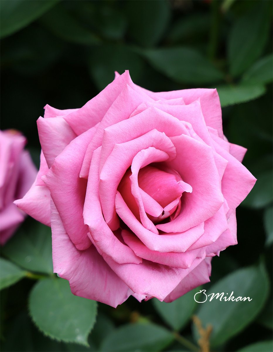 まだ未経験な40℃もありかも🙀☀️

とにかく暑いですね💙
可能な限り外を歩くことは控えます🥤🍃

今日も素敵な一日をお過ごしください🥰🫶