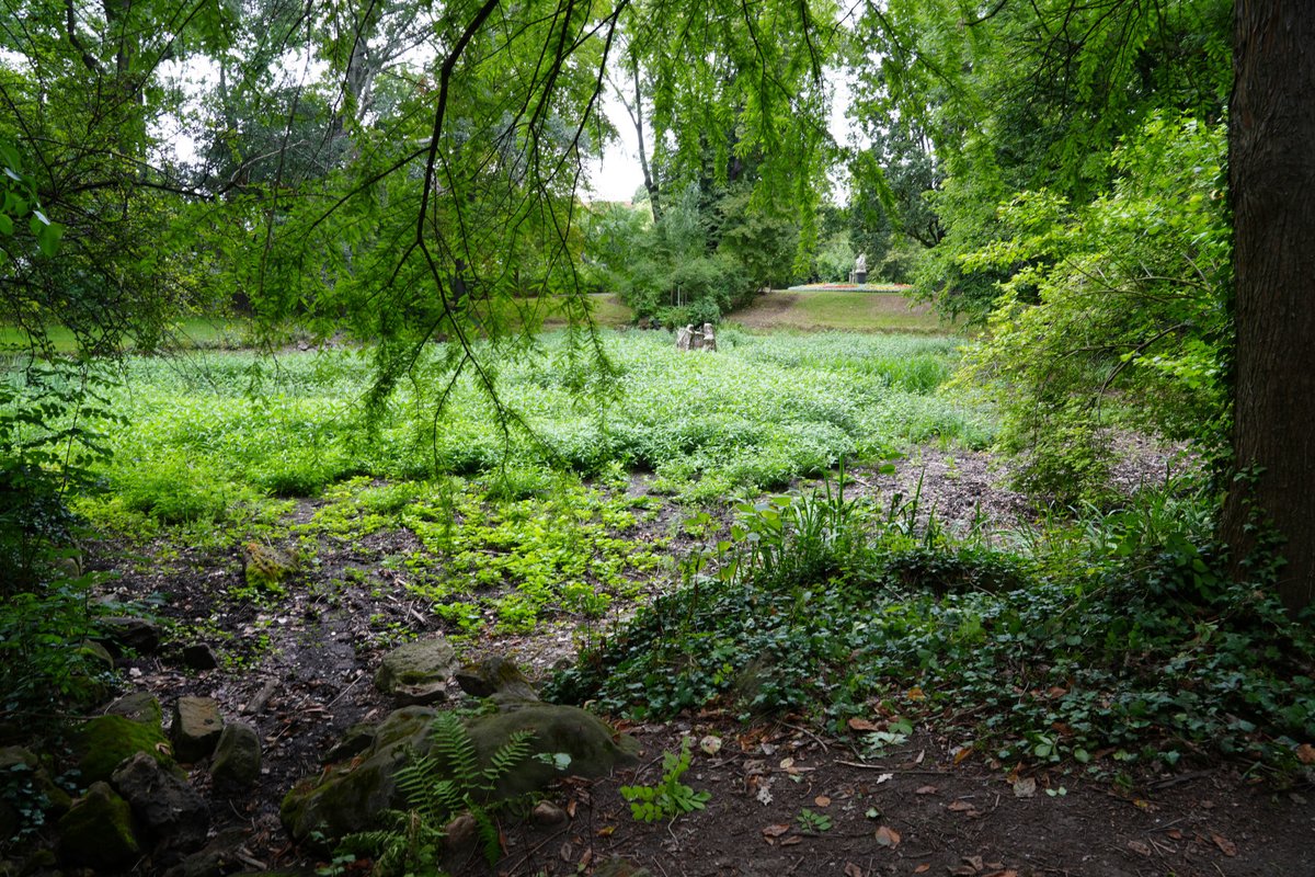 Forstler1's tweet image. Heute mal in Dresdens Lennépark (Bürgerwiese) gewesen und geschaut, was die Brunnen so machen. Sie laufen tatsächlich! Dass beim Mozartbrunnen (links oben) und der Badenden Nymphe (rechts oben) so wenig Wasser plätschert, ist normal, so wurden die Brunnen gebaut.

Schade, dass…