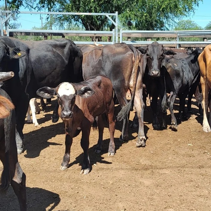 AgenforNoticias's tweet photo. ➡️ Fortín Soledad será sede de la tercera feria ganadera de paipperos
🌐 Nota completa: https://t.co/zw8YaBrG6y
#Agenfor #PAIPPA #Formosa https://t.co/96wySFkxdL