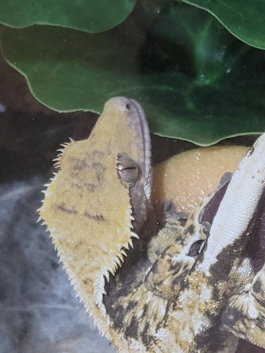 밥 거꾸로 매달려 먹길래 찍을랬더니 바로 입 떼버리는 도마뱀
하여간 이래서 시력좋은 생물들은~~