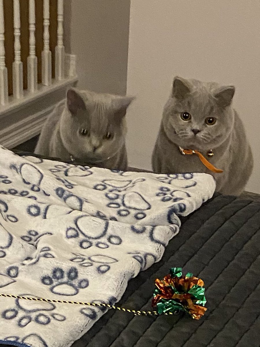 We have a big day this week hint 2 hint 2 
on Wednesday .. 
Enjoy this hot 🥵 #KittyLoafMonday pals 
👩‍🍳making corn relish .. 
#CatsOfTwitter #CatsOnTwitter