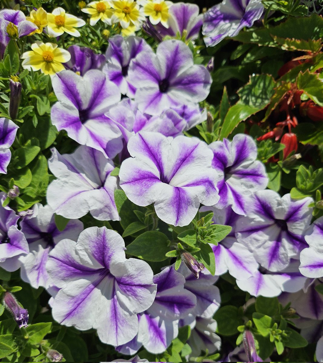 L’été ,ses fleurs  ,cadeaux de mère Nature 🎁🍀🪻🍀🐝
 📸 🕊