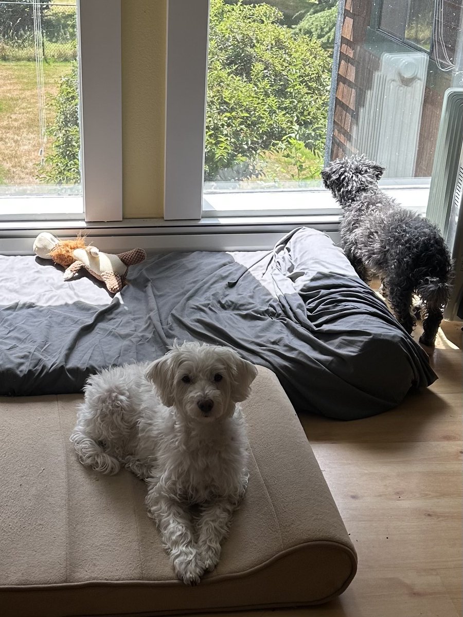 ❤️Happy week, dear friends! 

When we are in the kitchen, Zip watches the world for wild ones and I watch Mom cooking! 

We both think we have the best view! 

Do what you love most with those you love best, while showing them you love them every day, in every way!

❤️Zoë