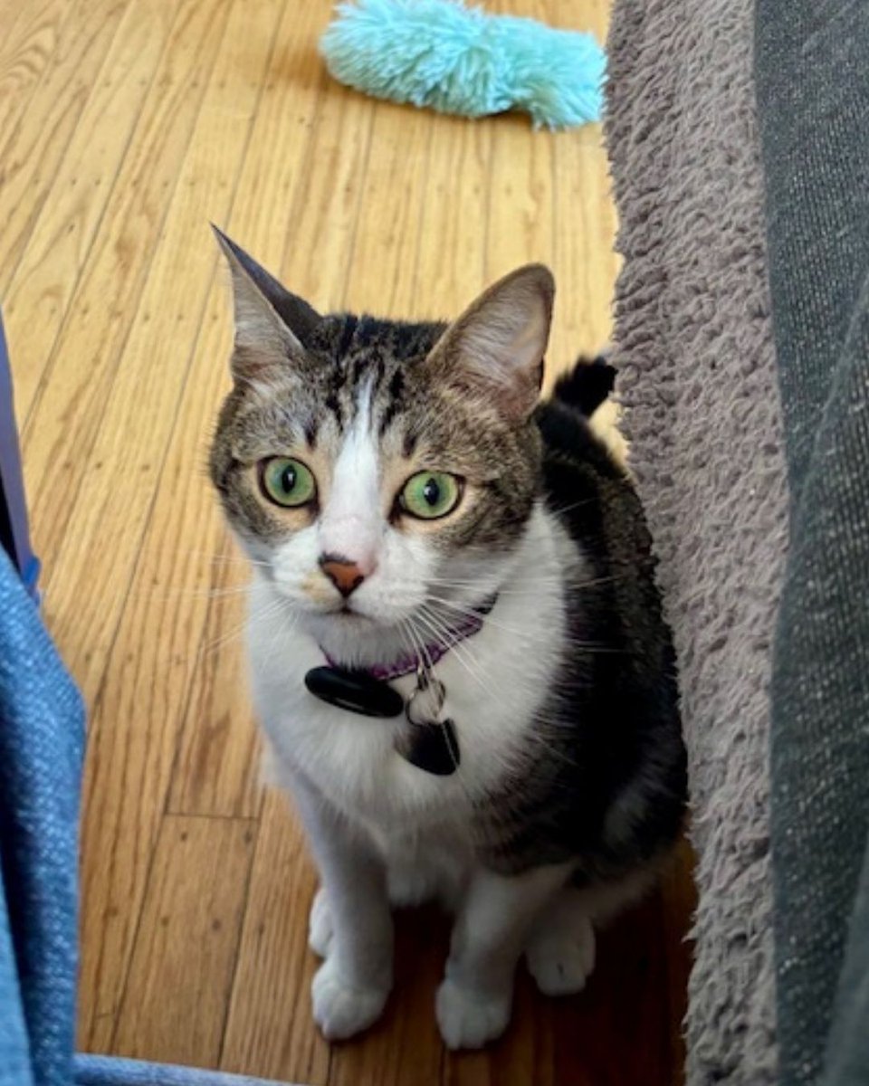 🐾 Next up on Paws of City Hall…
Say hello to Patou, Graphic Designer Maryam’s sweet and sneaky sidekick 🐈✨ His name means “blanket” in Farsi, which makes perfect sense—he’s soft, cozy, and always ready for a brush session 🧼