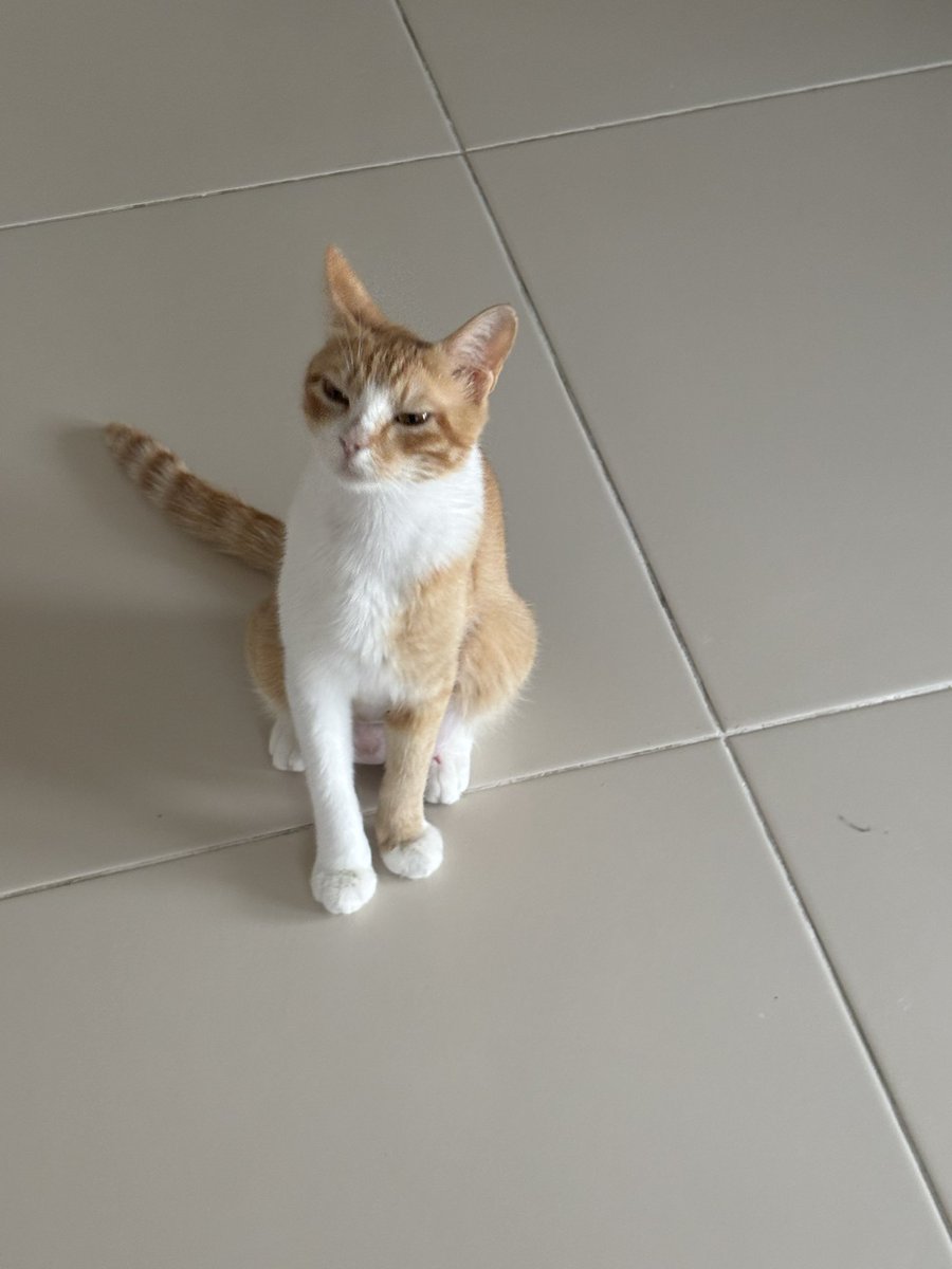 pittyperest's tweet image. Niyeymiş de bana yuva bulamıyoşsun