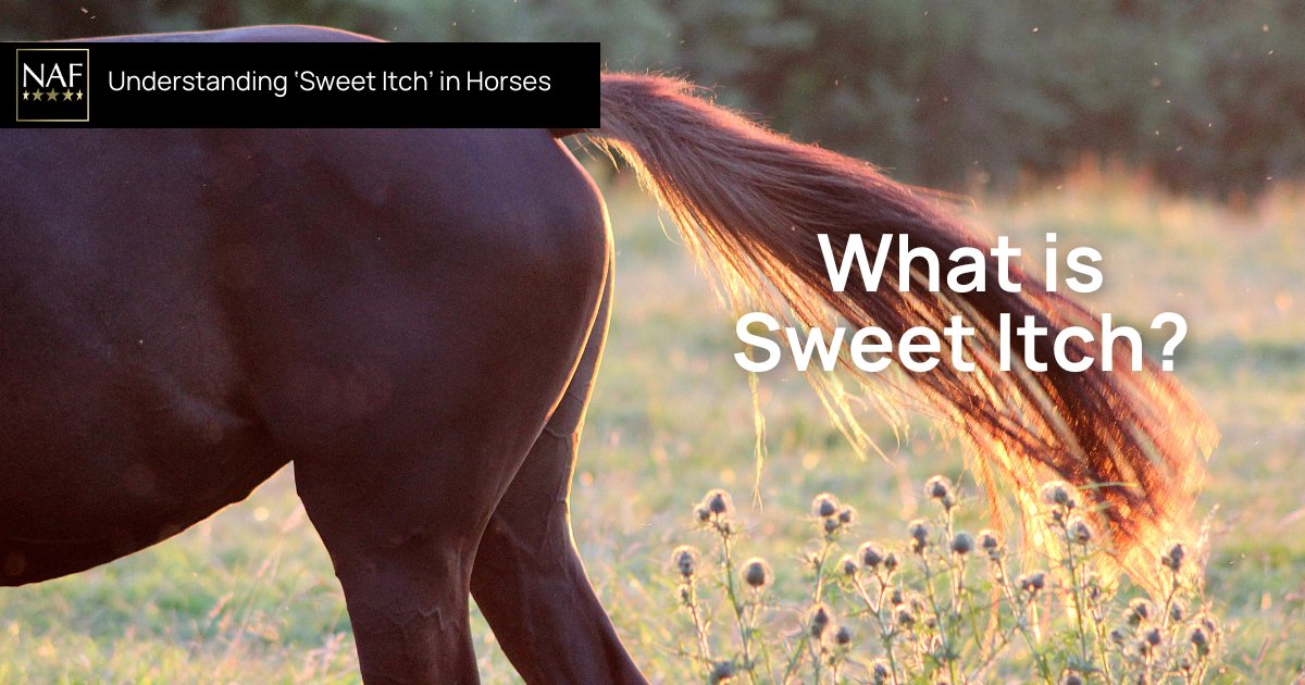 Culicoides hypersensitivity, commonly known as sweet itch, is one of the most common allergic skin conditions affecting horses. 

This condition can cause intense itching, hair loss and skin damage. 

For our full vet's guide on sweet itch, visit: bit.ly/sweet-itch-gui…