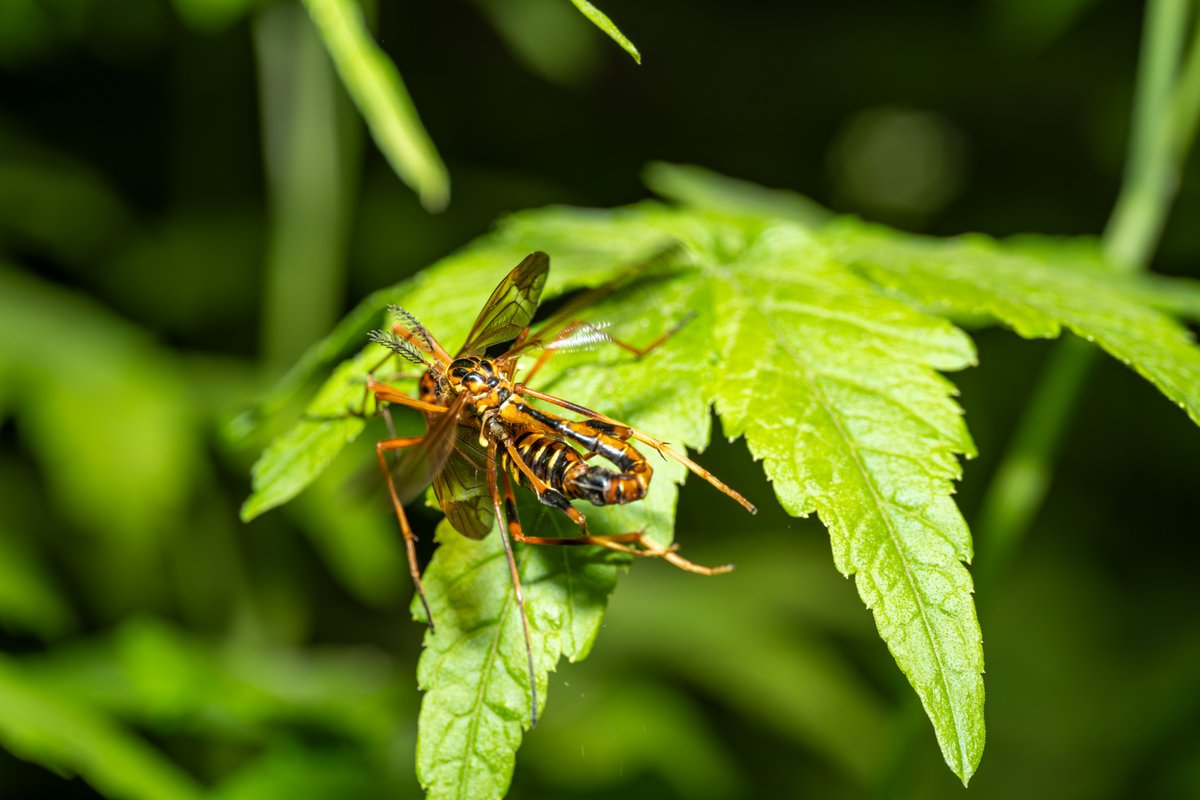最近撮影した写真＠北大植物園