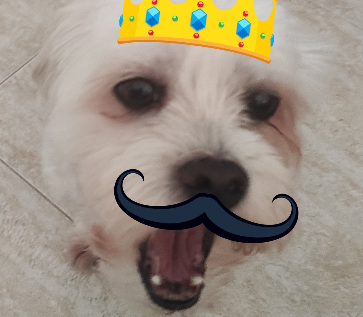 acnf_me's tweet image. Nossa, eu tava brincando com meu doguinho e ele me deu uma cabeçada no nariz que eu não consigo nem fazer expressão facial sem doer KKKKKKK F Cepto, está super inchado no interior.
Eis o rosto do doidim