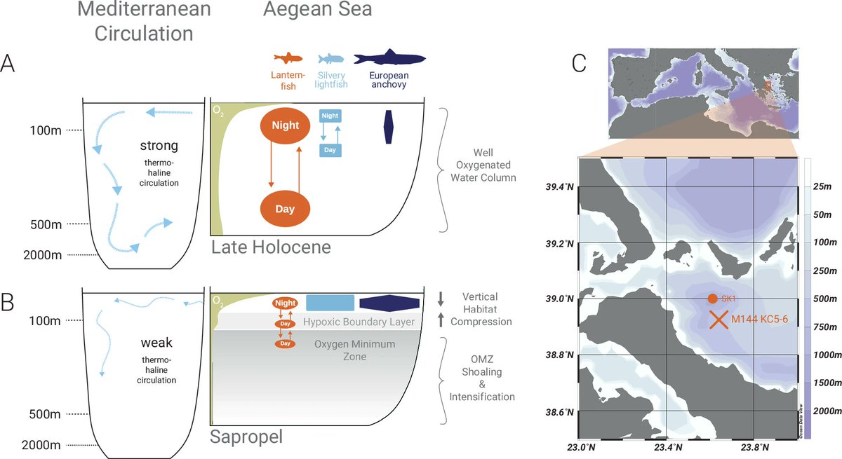 otolith_lin's tweet image. Our new study shows that ancient ocean deoxygenation led to a dramatic decline in mesopelagic fish, revealed by fossil otoliths from Mediterranean sapropels.
nature.com/articles/s4324…
#otolith #fossil #marinepaleontology #myctophidae #Sapropel