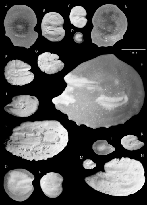 otolith_lin's tweet image. Our new study shows that ancient ocean deoxygenation led to a dramatic decline in mesopelagic fish, revealed by fossil otoliths from Mediterranean sapropels.
nature.com/articles/s4324…
#otolith #fossil #marinepaleontology #myctophidae #Sapropel