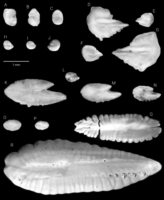 otolith_lin's tweet image. Our new study shows that ancient ocean deoxygenation led to a dramatic decline in mesopelagic fish, revealed by fossil otoliths from Mediterranean sapropels.
nature.com/articles/s4324…
#otolith #fossil #marinepaleontology #myctophidae #Sapropel