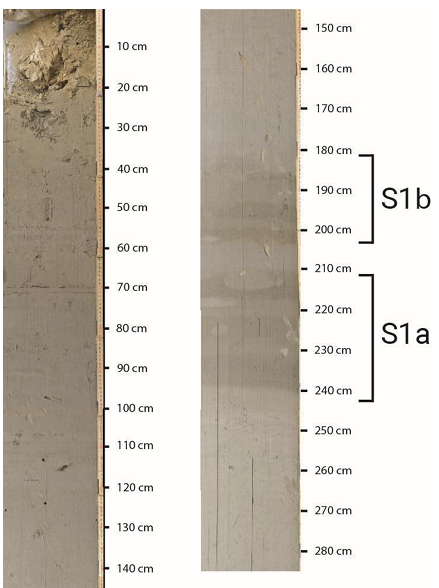 otolith_lin's tweet image. Our new study shows that ancient ocean deoxygenation led to a dramatic decline in mesopelagic fish, revealed by fossil otoliths from Mediterranean sapropels.
nature.com/articles/s4324…
#otolith #fossil #marinepaleontology #myctophidae #Sapropel