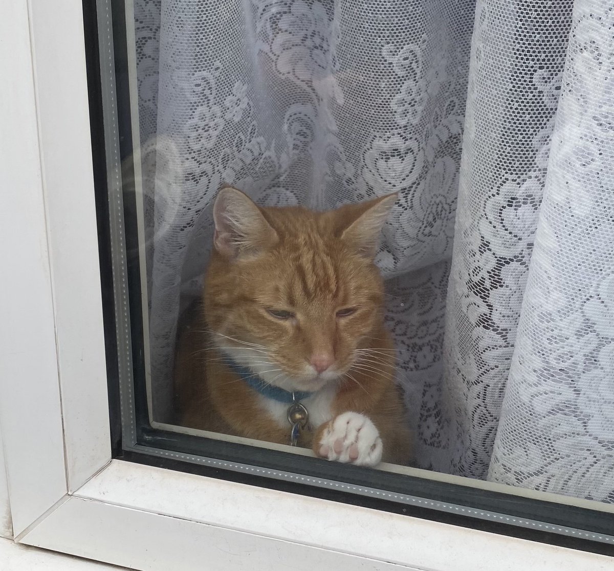Here I sit and think of our dear furriend who has gone on ahead #OTRB🌈 as I complete my #HedgewatchforDuffy💚 Sending much love and gentle healing purrs to Duffy’s family ~ Love Marmie❤️ ❤️🐾🐾 #catsarefamily #loveneverdies #Hedgewatch