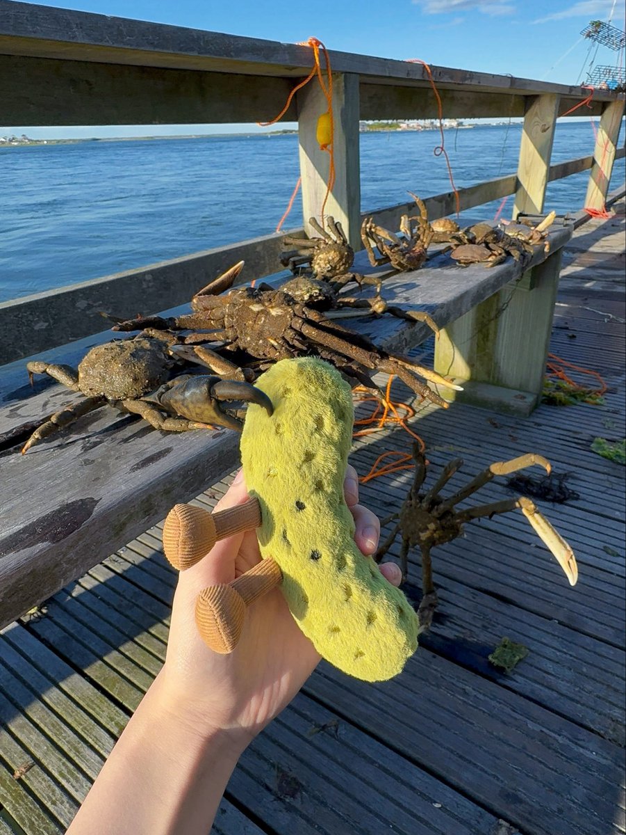 0xPickleCati's tweet image. Daddy took me fishing.

I got pinched and he laughed.

Ahhhh it hurts uwu~
Somebody save me 😭🆘

Trend is good.