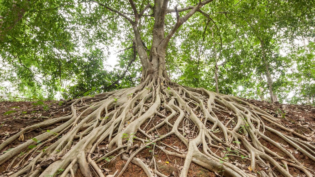 Trees Can Communicate and Share Resources Through a "Wood Wide Web"

The Underground Network: Beneath our feet, trees are connected by a complex underground network of mycorrhal fungi, often referred to as the "Wood Wide Web."" This network allows trees to exchange nutrients,