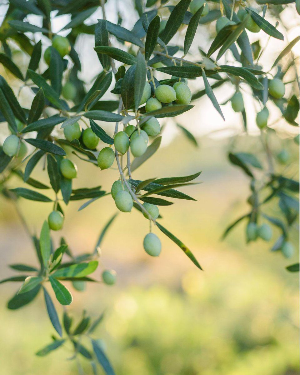 Dalla coltivazione delle olive alla spremitura: il processo di produzione dell’olio extravergine è un vero è proprio viaggio. 

Ogni tappa è cruciale per garantire sulle nostre tavole un prodotto di qualità!😉