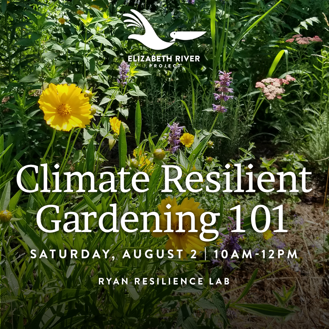 Join us for an enlightening and hands-on gardening workshop on Saturday, August 2nd! Luísa Black Ellis, Director of Resilience at Elizabeth River Project, will guide participants through the essentials of climate-resilient gardening.

Learn more: brnw.ch/21wUu5x
