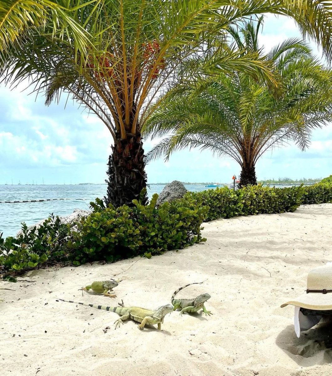 PartyInKeyWest's tweet image. Meet the locals. #photooftheday by @pierhousekw 

More: PartyinKeyWest.com/wp/
Follow us: @PartyInKeyWest
Hashtag us: #PartyInKeyWest