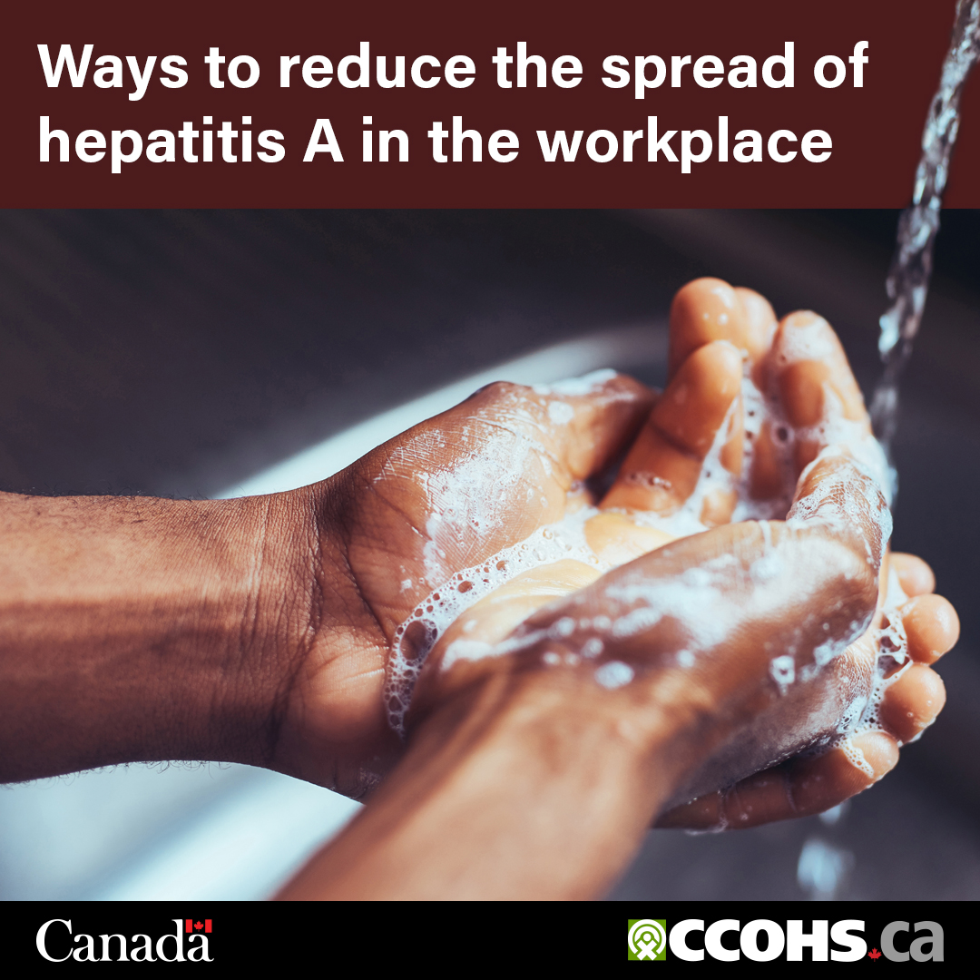 CCOHS's tweet image. Hepatitis A infections are rarely fatal but can have serious health effects for at-risk workers. Good hygiene and sanitation can help prevent infections in the workplace. ow.ly/aqJW50Ww58y