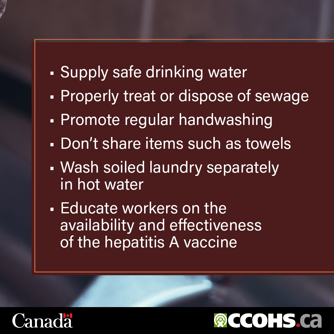 CCOHS's tweet image. Hepatitis A infections are rarely fatal but can have serious health effects for at-risk workers. Good hygiene and sanitation can help prevent infections in the workplace. ow.ly/aqJW50Ww58y
