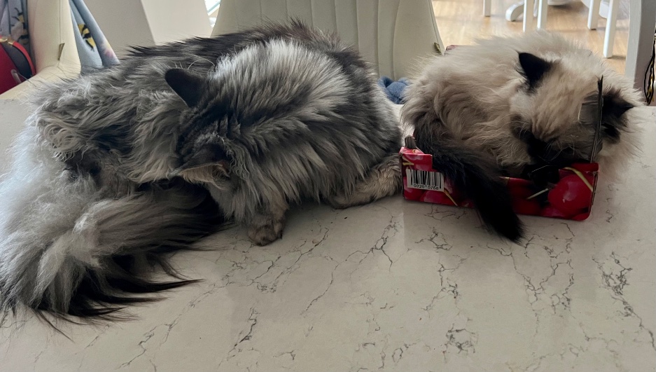 Dulynotedagain's tweet image. Two kittens a Maine Coon 43 wks &amp;amp; a Colour Point Persian 18 wks