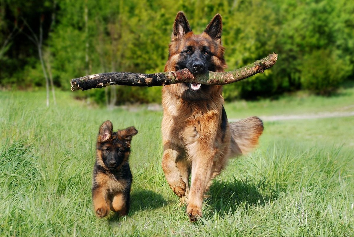 HeatherP489199's tweet image. Keep your German shepherd cool this summer! 🐾 Provide plenty of water, avoid midday walks, and brush regularly to manage shedding. These loyal pals love a good fetch session! Share your pup’s summer fun. #GermanShepherds #DogCare #SummerPets #PetLovers #DogLife