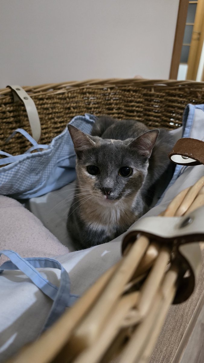 Kedimiz Kuzu 28.07.2025 tarihinde Yakacık Çarşı Mahallesi Cevdet Sokakta kaybolmuştur. Dişi kedi olup kısırdır ve yeni traş edilmiştir. Çipi vardır. Karışık gri renkli olup bir patisi sütlü kahve rengindedir. Bulunması için paylaşır mısınız? <a href="/kartalbld/">Kartal Belediyesi</a>