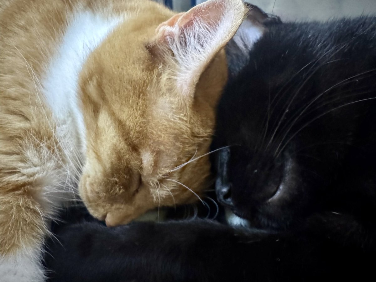 camillo7's tweet image. おでこごっつんこ寝🐾